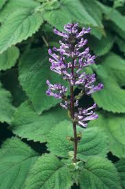 Image result for Plectranthus fruticosus