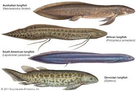 Lungfish Fish Animals Fish Prehistoric Animals