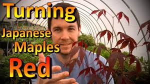 Maybe you would like to learn more about one of these? Why Does My Red Leaf Japanese Maple Tree Have Green Leaves Youtube