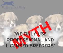 Find pets and livestock animals for sale near you. Report Washington Pet Stores Get Puppies From Puppy Mills Backyard Breeders Updated 8 15 2020 Seattle Dogspot