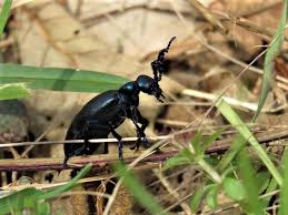 Wildbienen Im Garten Ihre Nahrungspflanzen Und Nisthilfen Einen Naturgarten Anlegen