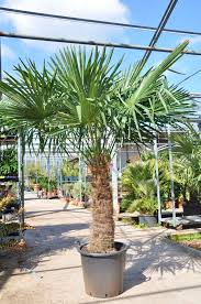 Hanfpalme Premium Fortunei Winterhart 70 80 Stamm Hanfpalme Winterharte Palmen Palmen Garten