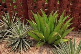 Image result for Agavaceae