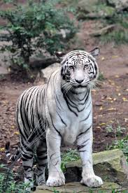 An omnivore is an animal whose species gets its energy and nutrients from a diet made up foods that include plants, animals, algae, fungi and bacteria. Nashville Zoo Tiger Wild Cats White Tiger Carnivores Herbivores Omnivores
