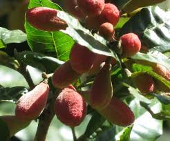 Image result for Trichilia