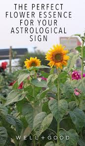 Your Flower Essence According To Your Horoscope Well Good Flower Essences Flower Essences Remedies Essence