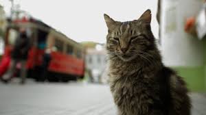 Las 13 Mejores Peliculas Para Amantes De Los Gatos