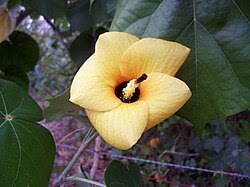 Image result for Hibiscus subreniformis