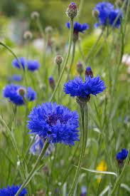 Centaurea Cyanus Cornflower Beautiful Flowers Pretty Flowers Flower Farm