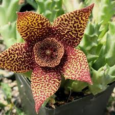 Image result for Orbea variegata