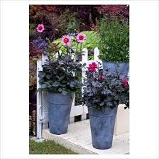 Plant each dahlia tuber 4 to 6 inches deep. Pin On Dahlias In Planters