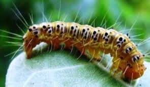 Maybe you would like to learn more about one of these? Manfaat Ulat Bulu Manfaat Co Id