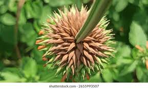 Image result for Vernonia nepetifolia