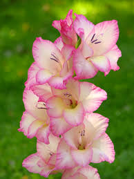Maybe you would like to learn more about one of these? Gladiolus Priscilla Wikipedia