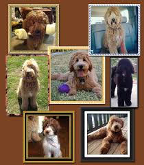 We should have puppies available, going home in the next four months. Australian Labradoodle Puppies For Sale Mudcreek Labradoodles Tyler Texas