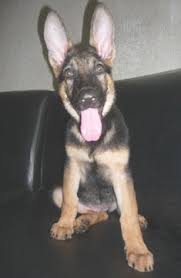 Check spelling or type a new query. German Shepherd Puppy Stories
