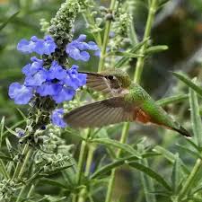 Image result for Halopegia azurea