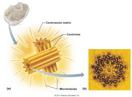 Centrioles And Centrosomes Cell Forms Cell Biology Plasma Membrane