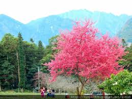 The site owner hides the web page description. å—æŠ• è‰åªé ­çŽ‰å±±è§€å…‰èŒ¶åœ' åƒç†±æ„›çŽ‰åŠæ—¥éŠ ç²‰ç´…è‰²ç¾Žéº—å¤¢å¹»æ«»èŠ±å­£ è¼•æ—…è¡Œ
