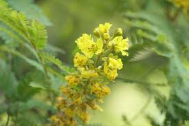 Image result for Peltophorum africanum