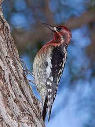 10 the forehead is coloured bright red in the male (and very occasionally yellow), and a lighter shade of red in the female. Red Breasted Sapsucker Wikiwand