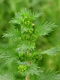 Image result for Urtica urens