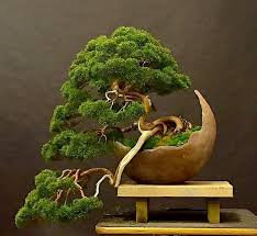 13 Teknik Dan Cara Menanam Bonsai Ala Jepang Terbukti Ampuh
