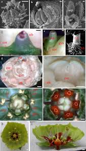 The place where flowers are uniquely designed and affordably priced. Evidence Of A Largely Staminal Origin For The Jaltomata Calliantha Solanaceae Floral Corona Evodevo Full Text