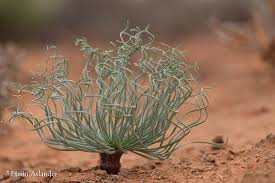 Image result for Gethyllis