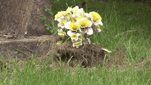 The company offers order placement and delivery services. Valentine S Day Brings Blooming Business To Flower Retailers Abc6