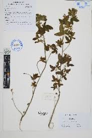 Image result for Sida dregei