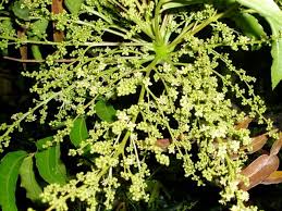 Image result for Harpephyllum afrum