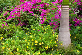Tropical flowering trees in india. Flowers And A Palm Tree At A Tropical Resort In Tamil Nadu India Stock Photo Picture And Royalty Free Image Image 15401895