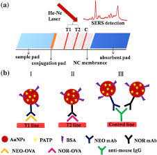 Detectors • a chromatography detector is a device used in high performance liquid chromatography (hplc) to detect components of the. A Schematic Illustration Of The Sers Based Lfa For Simultaneous Download Scientific Diagram