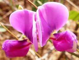 Image result for Sphenostylis