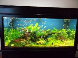 Tanaman Air Aquascape Di Jakarta Aquascaping Tanaman Air Tanaman