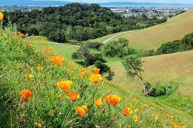 Dry creek pioneer regional park: Poppies With City View Dry Creek Pioneer Regional Park Union City California Photograph By Kathy Anselmo