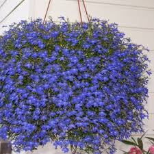 Image result for Lobelia pteropoda