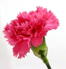 We did not find results for: Buy Wholesale Hot Pink Standard Carnations 175 Stems