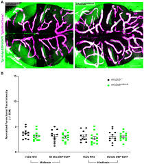 Maybe you would like to learn more about one of these? Suppression Of Transcytosis Regulates Zebrafish Blood Brain Barrier Function Elife