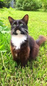 Pin By Ruth Cooper On Habitats Cute Cats Beautiful Cats Pretty Dogs