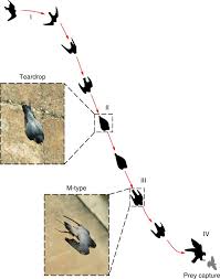 Peregrine falcons are the largest falcon over most of the continent, with long, pointed wings and a long tail. Vortices Enable The Complex Aerobatics Of Peregrine Falcons Communications Biology