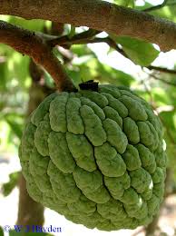 Image result for Annona squamosa