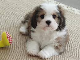 The majority of purchases, nevertheless, will be somewhere between the $400 to $900 price range. Cavachon Puppy Scarletstrue Cavachon Puppies Cute Dogs Puppies
