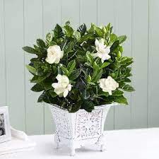 Maybe you would like to learn more about one of these? 1 800 Flowers Sympathy Flower Show You Care 25 Off Dealmoon