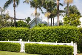 Dies sollte man bedenken, bevor man sich zahlreiche lorbeerpflanzen aus der gärtnerei für eine hecke anliefern lässt. Lorbeerhecke Schneiden