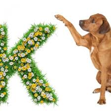 Dog names that start with k considerations picking the perfect name for that precious perky pet, who is very likely sitting in your lap as you read this guide, can be quite the daunting task which can dramatically raise your stress levels unless you approach the task with a plan. Dog Names Starting With K Male And Female 100 Ideas