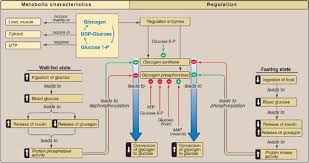 Biochemistry Tests For Food Macromolecules Quizlet Carbohydrate Metabolism Glycogen Metabolism Flashcards Quizlet Metabolism Biochemistry Study Notes