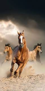 As a part of team canopus, she as seen as its most ordinary member and doesn't have an interesting personality trait, unlike the rest of her teammates. Pin By Christine A On The Soul Of The Horse Animals Beautiful Beautiful Horses Horses
