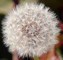Taraxacum Officinale Wikipedia The Free Encyclopedia Dandelion Taraxacum Officinale Taraxacum